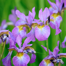 Load image into Gallery viewer, NEW Iris & Jasmine Sambac 15ml (Dupe Lancome's La Vie Est Belle)