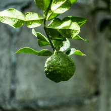 Load image into Gallery viewer, Sea Salt & Bergamot Soy Melts