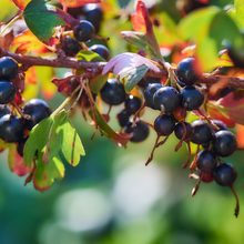 Load image into Gallery viewer, Blackcurrant and Rose (Baies dupe) 15ml Diffuser Wholesale Oil