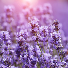 Load image into Gallery viewer, Large Glass Candle (wholesale) - Lavender, Bitter Orange and Musk