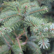 Load image into Gallery viewer, Noel Fraser Fir Needles Room Spray