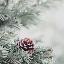 Load image into Gallery viewer, Noel Fraser Fir Needles 15ml Diffuser Oil