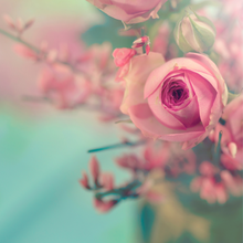 Load image into Gallery viewer, Blush Rose Soy melts
