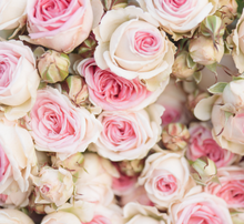 Load image into Gallery viewer, Blush Rose Soy melts