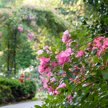 Load image into Gallery viewer, NEW Wholesale Wardrobe Scented Wax Tablets - Blackcurrant and Rose fragrance