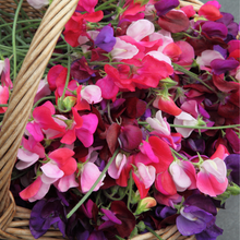 Load image into Gallery viewer, Large Glass Candle (wholesale) - Sweet Pea and Violet
