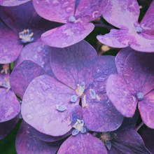 Load image into Gallery viewer, Sweet Pea and Violet Soy Melts