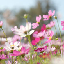 Load image into Gallery viewer, Blooms 15ml Diffuser Wholesale Oil