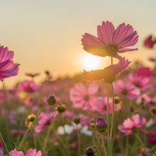 Load image into Gallery viewer, Blooms 15ml Diffuser Wholesale Oil