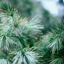 Load image into Gallery viewer, Freshly Cut Pine Tree Christmas Fragrance - Home Spray (wholesale)-wholesale-Angel Aromatics