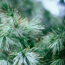 Load image into Gallery viewer, Christmas Tree 100ml Concentrated Oil (wholesale) (As low as $18.95)-Angel Aromatics