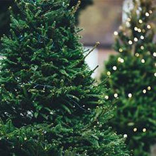 Load image into Gallery viewer, Freshly Cut Pine Tree Christmas Fragrance - Home Spray (wholesale)-wholesale-Angel Aromatics