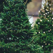 Load image into Gallery viewer, Christmas Tree 15ml Oil (wholesale)-Wholesale-Angel Aromatics