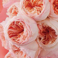 Load image into Gallery viewer, David Austin Rose 15ml Wholesale Oil