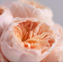 Load image into Gallery viewer, David Austin Rose 15ml Wholesale Oil