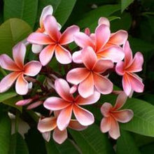 Load image into Gallery viewer, Frangipani 15ml Oil (wholesale)-Wholesale-Angel Aromatics