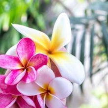 Load image into Gallery viewer, Frangipani 100ml Concentrated Oil (wholesale) (As low as $18.95)-Angel Aromatics