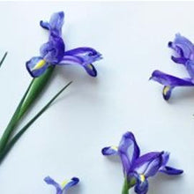 Load image into Gallery viewer, Pomegranate Iris 100ml Concentrated Oil (wholesale) (As low as $18.95)-Angel Aromatics
