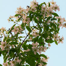 Load image into Gallery viewer, Tuberose, Orchid & Jasmine 100ml Concentrated Oil