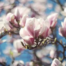 Load image into Gallery viewer, Magnolia 15ml Oil (wholesale)-Wholesale-Angel Aromatics