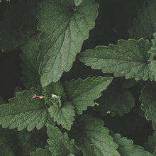 Load image into Gallery viewer, Memory and Focus Peppermint & Rosemary 15ml Oil (wholesale)-Wholesale-Angel Aromatics