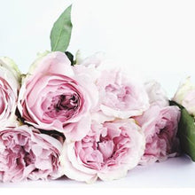 Load image into Gallery viewer, Musk Rose 100ml Concentrated Oil (wholesale) (As low as $18.95)-Angel Aromatics
