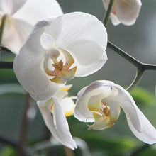 Load image into Gallery viewer, Tuberose, Orchid & Jasmine 100ml Concentrated Oil