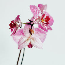 Load image into Gallery viewer, Tuberose, Orchid & Jasmine 15ml Wholesale Oil