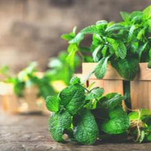 Load image into Gallery viewer, Essential Oil Peppermint and Tea Tree 15ml Oil (wholesale)-Wholesale-Angel Aromatics