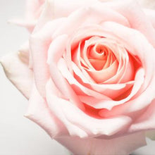 Load image into Gallery viewer, Rose 100ml Concentrated Oil (wholesale) (As low as $18.95)-Angel Aromatics