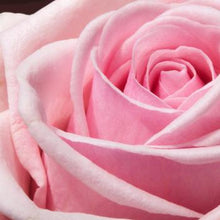 Load image into Gallery viewer, Blush Rose 100ml Concentrated Oil (wholesale) (As low as $18.95) SOLD OUT-Angel Aromatics