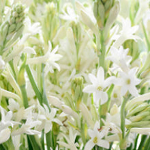 Load image into Gallery viewer, Tuberose, Orchid & Jasmine 100ml Concentrated Oil
