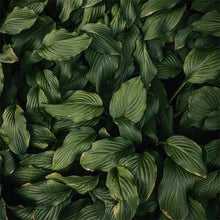 Load image into Gallery viewer, NEW Vetiver and Tobacco Home Spray (wholesale) (As low as $8.03)-wholesale-Angel Aromatics