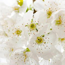 Load image into Gallery viewer, White Lotus Refresher Spray (wholesale)-wholesale-Angel Aromatics