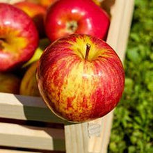 Load image into Gallery viewer, Refill 200ml Diffuser Reed Oil (wholesale) - Watermelon and Wild Apple (As low as $12.42)-Wholesale-Angel Aromatics