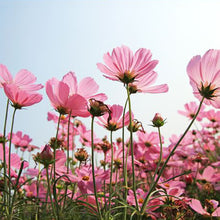 Load image into Gallery viewer, Blooms Room Spray