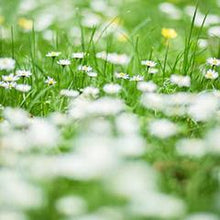 Load image into Gallery viewer, White Lotus Refill Home Spray (wholesale)-wholesale-Angel Aromatics