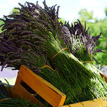 Load image into Gallery viewer, Lavender 100ml Concentrated Oil