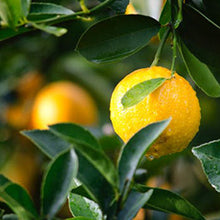 Load image into Gallery viewer, Lemon Citrus Linen Sprays