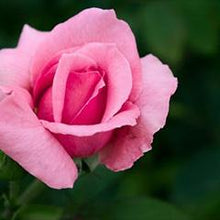 Load image into Gallery viewer, Blush Rose Home Spray (wholesale) (As low as $8.03)-wholesale-Angel Aromatics