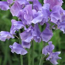 Load image into Gallery viewer, 100ml Diffuser Set (wholesale) - Sweet Pea and Violet-Diffusers-Angel Aromatics