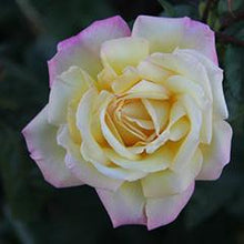Load image into Gallery viewer, Lemon Lime and Blossom 15ml Oil (wholesale)-Wholesale-Angel Aromatics
