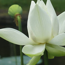 Load image into Gallery viewer, 100ml Wholesale Reed Diffuser - White Lotus