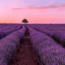 Load image into Gallery viewer, Lavender Lemongrass and Lime 100ml Concentrated Oil
