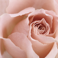 Load image into Gallery viewer, Blush Rose Soy melts
