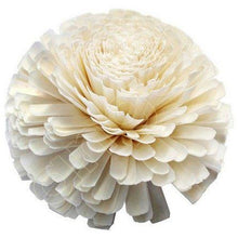 Load image into Gallery viewer, Ivory Giant Zulu Flower (wholesale)-Wholesale Flowers-Angel Aromatics
