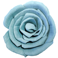 Load image into Gallery viewer, *Rose click for more colours (wholesale)-Wholesale Flowers-Angel Aromatics
