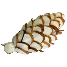 Load image into Gallery viewer, Ivory Denver Pine Cone (wholesale)-Wholesale Flowers-Angel Aromatics
