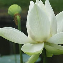 Load image into Gallery viewer, Refill 200ml Diffuser Reed Oil (wholesale) - White Lotus (As low as $12.42)-Wholesale-Angel Aromatics
